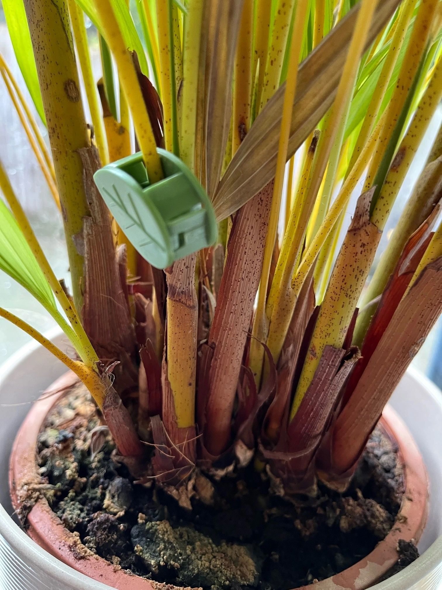 Leaf Clips
