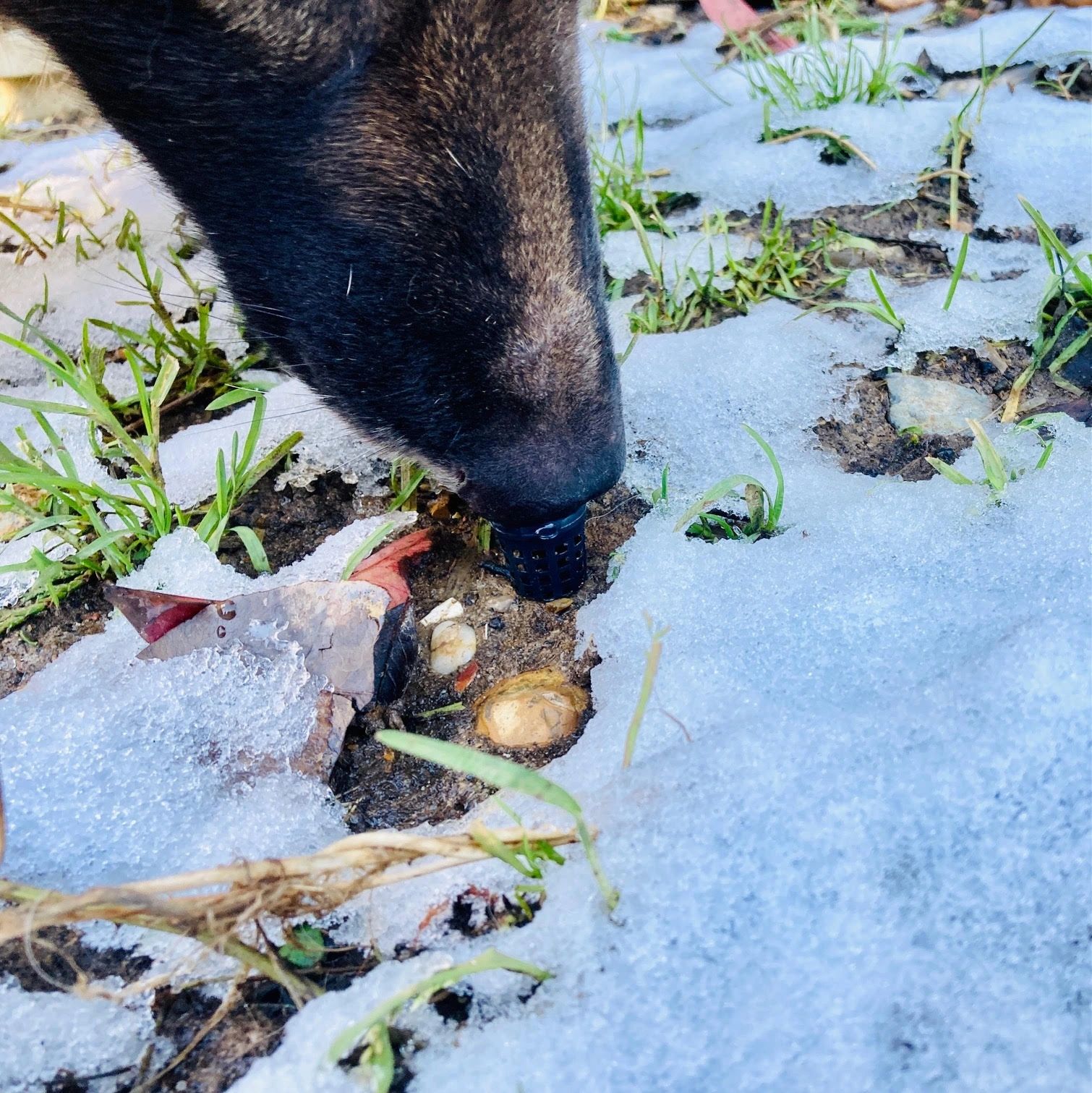 Mini Scent Stakes