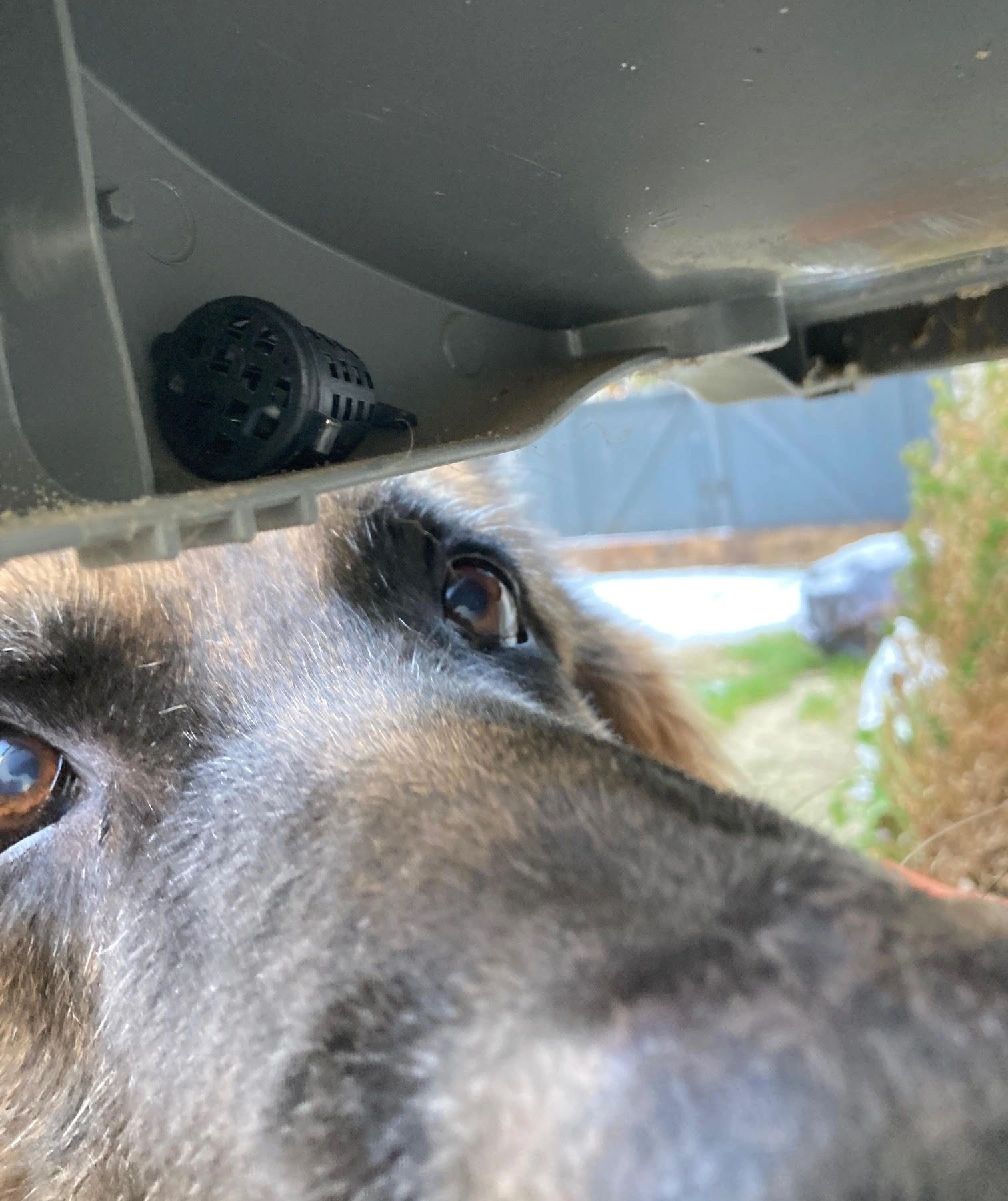 Mini Scent Stakes